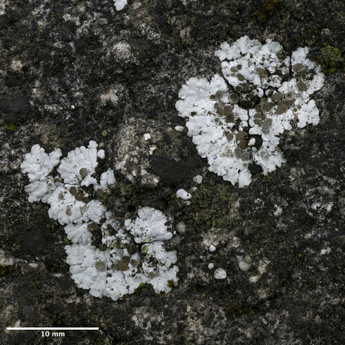 solenopsóra belavá (Solenopsora candicans)