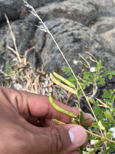 Tephrosia purpurea observed 2023-10-20