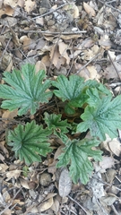 Cacaliopsis nardosmia