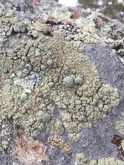 Rhizoplaca opiniconensis