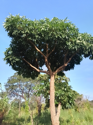 Cussonia arborea Hochst. ex A.Rich. 4