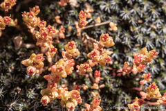 Crassula connata connata