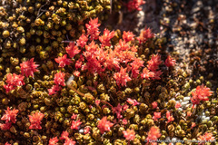 Crassula connata connata