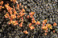 Crassula connata connata
