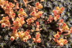 Crassula connata connata