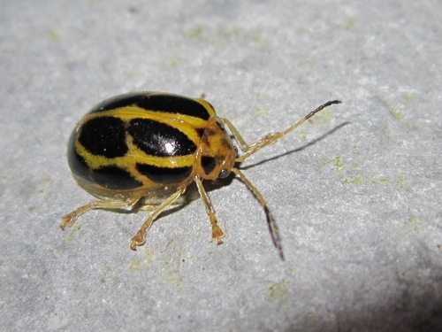 Oides Sp Oides leucomelaena · iNaturalist