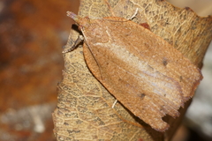 Planotortrix