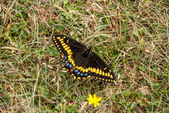 Papilio brevicauda