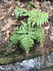 Athyrium niponicum