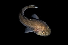 Slipskin Snailfish photo 2