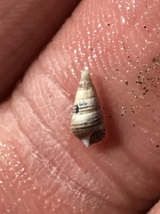 Ophiodermella inermis