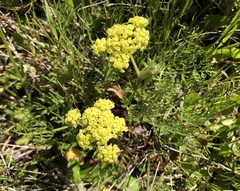 Lomatium caruifolium