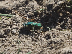 Cicindela ohlone