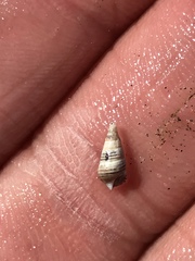 Ophiodermella inermis