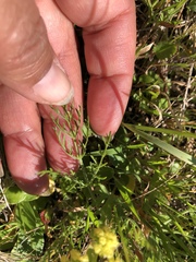 Lomatium caruifolium