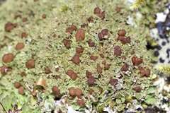 Cladonia caespiticia