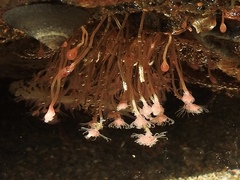 Ectopleura marina