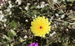 Malacothrix glabrata