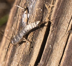 Allacrotelsa spinulata