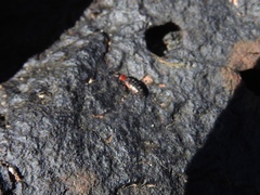 Endeodes collaris