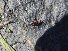Endeodes collaris