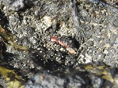 Endeodes collaris