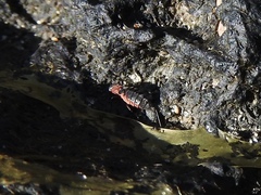 Endeodes collaris