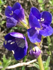 Phacelia viscida viscida