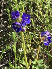 Phacelia viscida viscida
