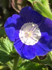 Phacelia viscida viscida
