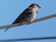 Passer domesticus
