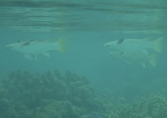 Ellochelon vaigiensis