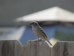 Passer domesticus