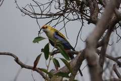 Platycercus eximius x adscitus