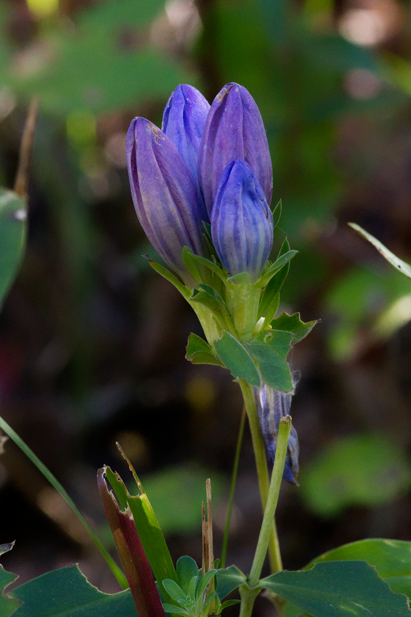 Gentiana saponaria