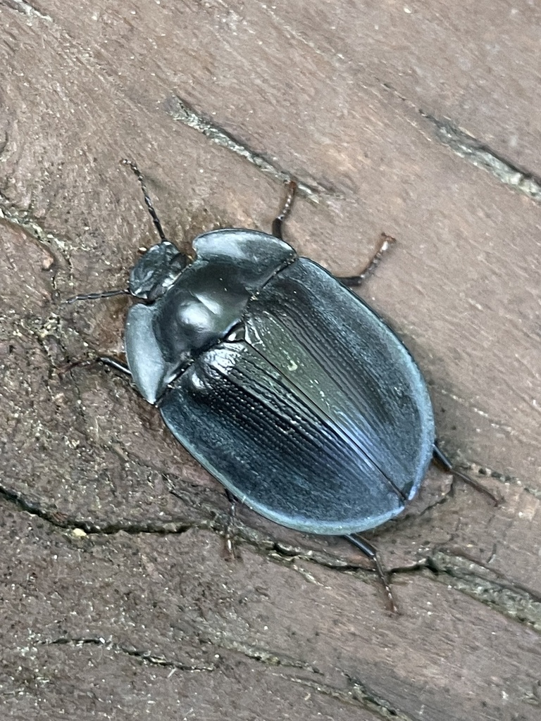 blue piedish beetles from Doyle Tce, Chapman, ACT, AU on October 21