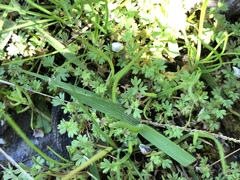 Alchemilla occidentalis