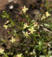 Galium californicum