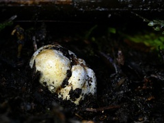 Descomyces