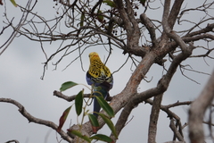 Platycercus eximius x adscitus