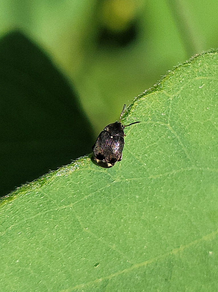 Stator vachelliae