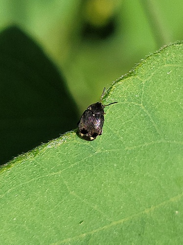 Stator vachelliae