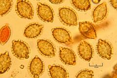 Descomyces