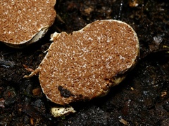 Descomyces