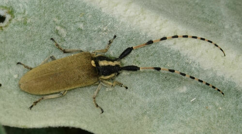 Agapanthia kirbyi