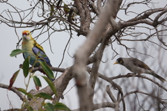 Platycercus eximius x adscitus