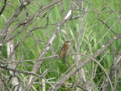 Helopsaltes certhiola