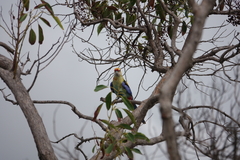 Platycercus eximius x adscitus