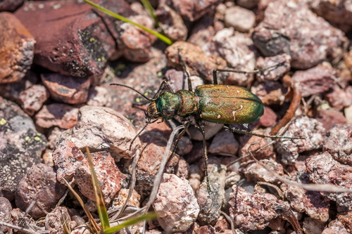 Boreal Long-lipped Tiger Beetle