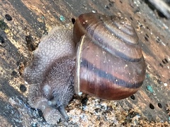 Helminthoglypta umbilicata